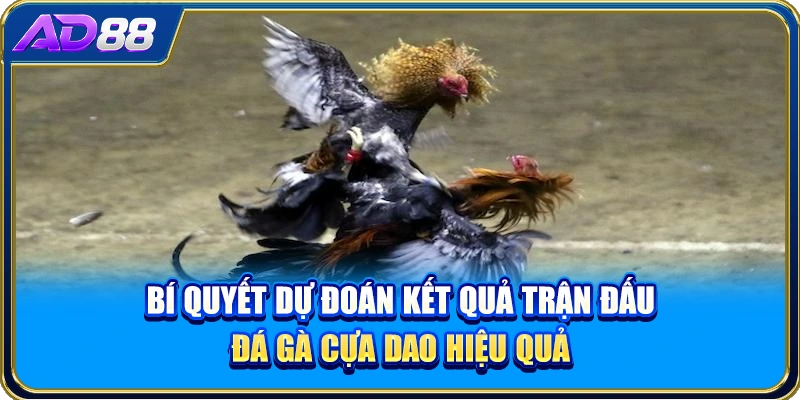 Bí quyết dự đoán kết quả trận đấu đá gà cựa dao hiệu quả
