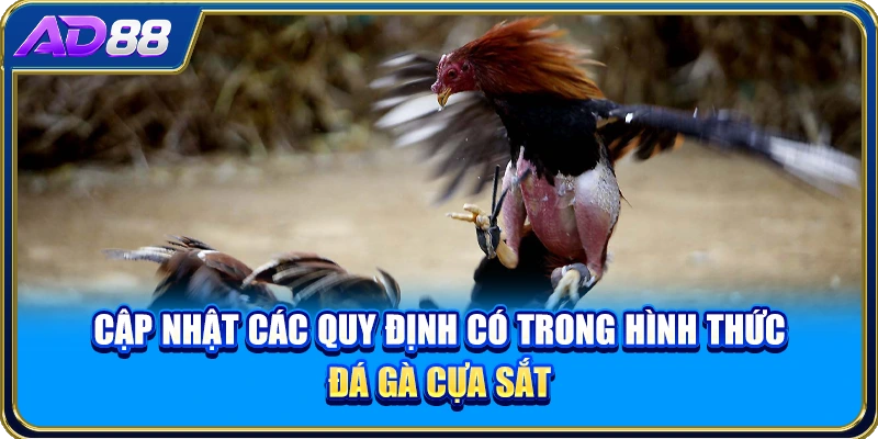 Cập nhật các quy định có trong hình thức đá gà cựa sắt