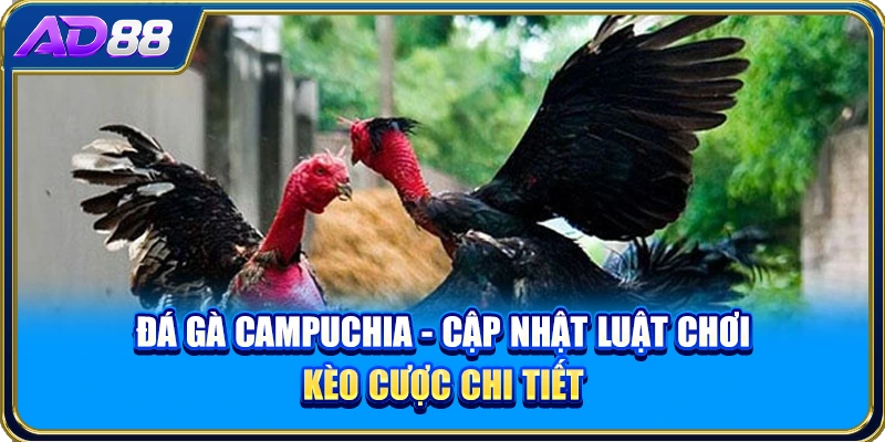 Đá Gà Campuchia - Cập Nhật Luật Chơi, Kèo Cược Chi Tiết