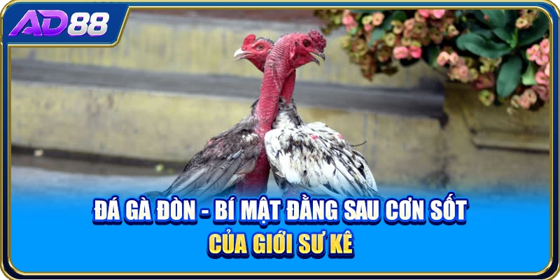 Đá Gà Đòn - Bí Mật Đằng Sau Cơn Sốt Của Giới Sư Kê