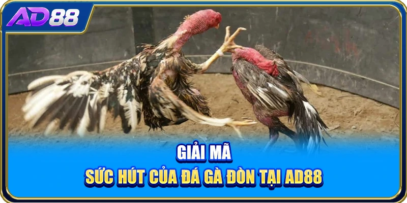 Giải mã sức hút của đá gà đòn tại AD88