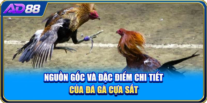 Nguồn gốc và đặc điểm chi tiết của đá gà cựa sắt