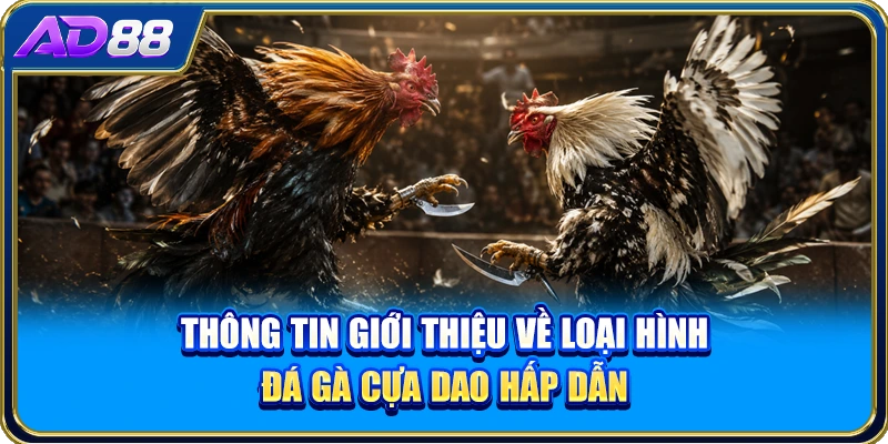 Thông tin giới thiệu về loại hình đá gà cựa dao hấp dẫn