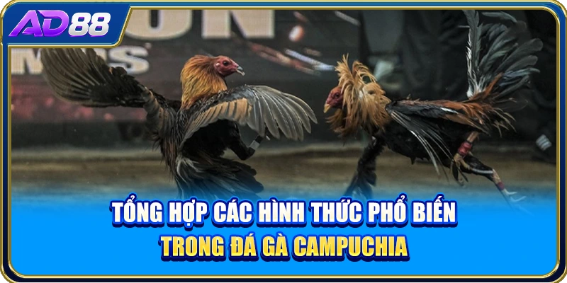Tổng hợp các hình thức phổ biến trong đá gà Campuchia