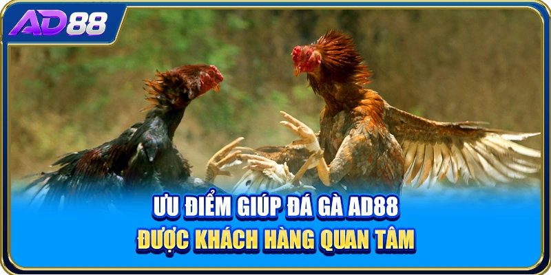 Ưu điểm giúp đá gà AD88 được khách hàng quan tâm