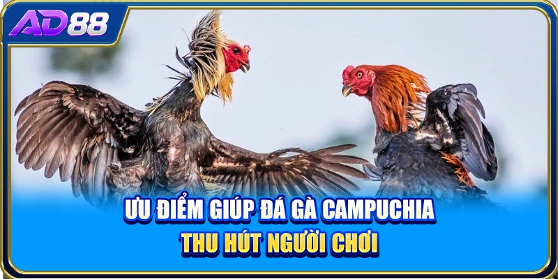 Ưu điểm giúp đá gà Campuchia thu hút người chơi